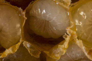 bee nymph - Development of bee larvae,