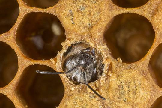 Bee development - hatching, 3 : 1 magnification, microscopic image