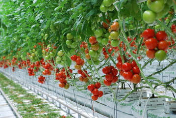 Snacktomaten  Tomaten Tomatensalat Nürnberg  Deutschland Tomatenpflanze Anbaugebiet Knoblauchland...