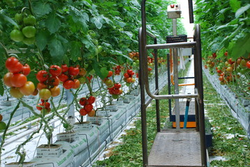 Snacktomaten  Tomaten  Nürnberg  Deutschland Tomatenpflanze Anbaugebiet Knoblauchland Bewässerung...