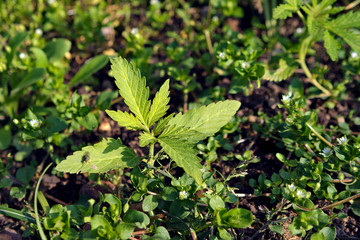 Young marijuana plant