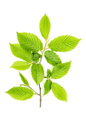 Naklejka na ściany i meble Green leaves isolated white background young tree