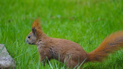 Eichhörnchen in Garten