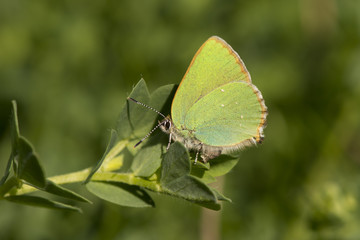 A female Green Hairstreak butterfly egg-laying on the leaves of Common Birds-foot Trefoil.