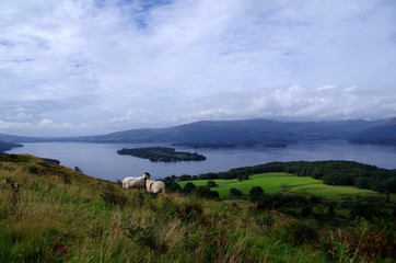 Fototapeta na wymiar Schafe in der Natur in Schottland