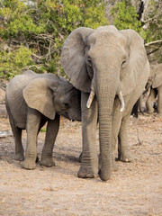 Fototapeta na wymiar Elephant with Baby, South Africa