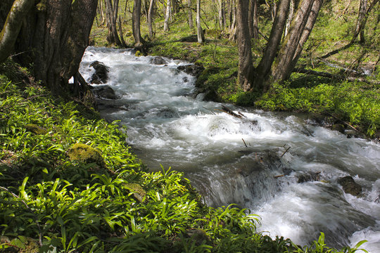Stormy mountain stream with white foam in forest.