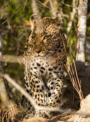 Fototapeta na wymiar Leopard in South Africa