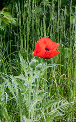 Red poppy, Papaver, blossom with buds on the grass