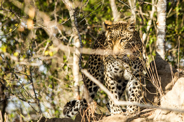 Leopard in South Africa, Sabi Sabi