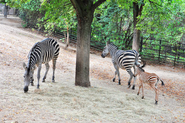 Zebras eating under the tree in the zoo