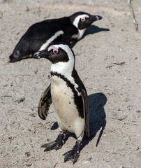 Obraz premium Jackass Penguin, South Africa