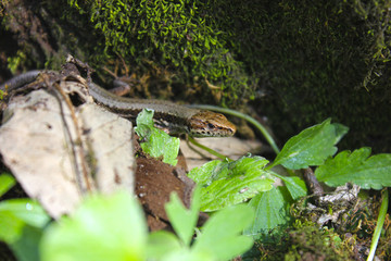 Lizard among leaves and moss