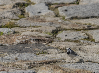 Wagtail bird on stone pavement