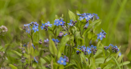 Forget me not flower in green grass