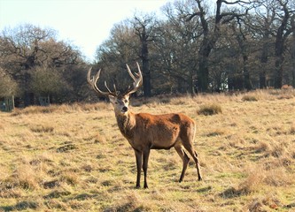 Deer