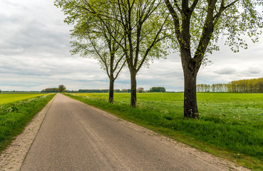 Three trees beside a seemingly endless country road