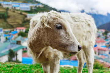 Fototapeta premium White mountain calf