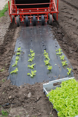 Salat Salatanbau Jungpflanze Ackeranbau Jungpflanzen Acker Bauer Bio Biobauer Folie Erde einpflanzen Salatkopf wachsen aussaat