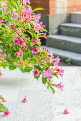 Flowering branch of a weigela over a white wooden table