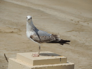 Gaviota