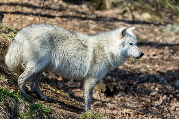 White Arctic wolf in a forest in Northern Canada alert and looking for prey, taken just after the snows had cleared in early April.