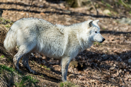 White Arctic wolf in a forest in Northern Canada alert and looking for prey, taken just after the snows had cleared in early April.