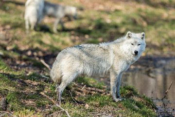 Naklejka na ściany i meble White Arctic wolf in a forest in Northern Canada alert and looking for prey, taken just after the snows had cleared in early April.