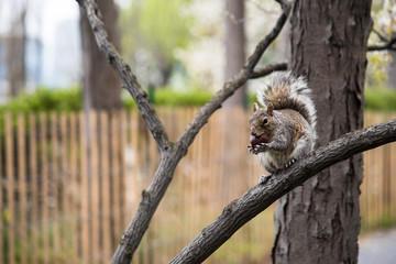 Squirrel eating nut