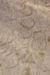 Horse footprints in the sand