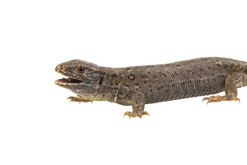 Naklejka premium Lizard (Lacerta agilis) isolated on a white background