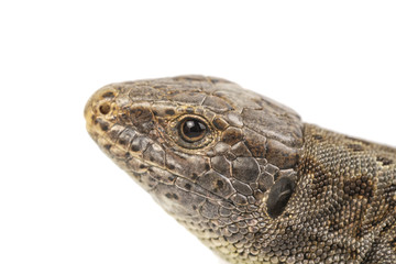 Head of lizard (Lacerta agilis) isolated on a white background