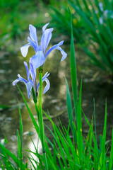 Iris flower, shooting in background a shallow stream in sunny spring day