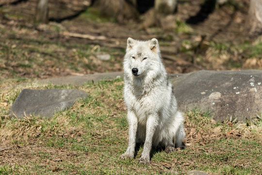 White Arctic wolf in a forest in Northern Canada alert and looking for prey, taken just after the snows had cleared in early April.