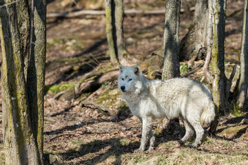 White Arctic wolf in a forest in Northern Canada alert and looking for prey, taken just after the snows had cleared in early April.