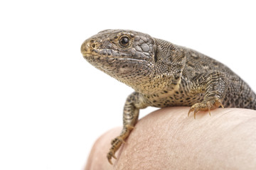 Lizard (Lacerta agilis) isolated on a white background