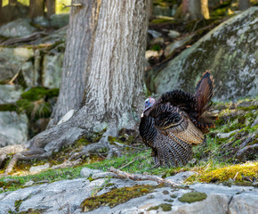 The turkey is a large bird , which is native to the Americas. One species, is native to the forests of North America, from Mexico, throughout the midwest and eastern United States, and into Canada.