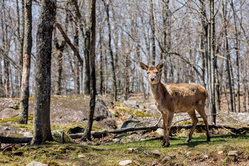 A red deer in a forest in Quebec Canada.