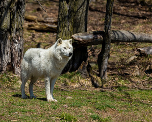 White Arctic wolf in a forest in Northern Canada alert and looking for prey, taken just after the snows had cleared in early April.