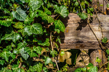 Ivy leaves around the board