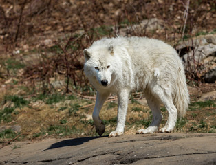 White Arctic wolf in a forest in Northern Canada alert and looking for prey, taken just after the snows had cleared in early April.