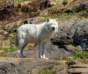 White Arctic wolf in a forest in Northern Canada alert and looking for prey, taken just after the snows had cleared in early April.