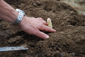 Spargel stechen Spargelernte Spargelanbau Knoblauchsland Nürnberg Nürnberger Spargelstechen Spargeldamm Spargelfeld Bioanbau Landwirtschaft  gesetzlicher Mindestlohn Erntehelfer  Ernte Asparagus 