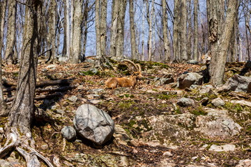 Alpine Ibex resting on a mountainside in Quebec Canada.