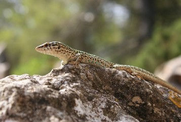 Lizard