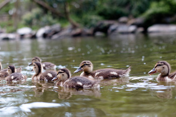 Group of young ducks swimming next to their mother in a lake