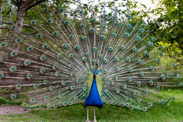 Obraz premium Indian Peafowl stretching its magnificent tail train