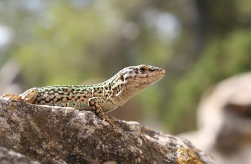 Lizard