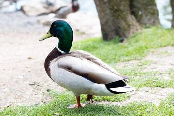 Single duck standing outside of a lake
