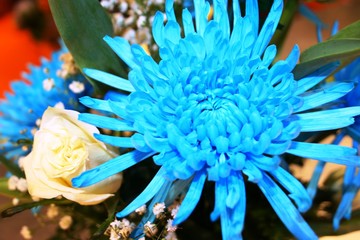 spider mum with roses and tulips